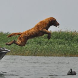 Ronnie - Chesapeake Bay Retriever