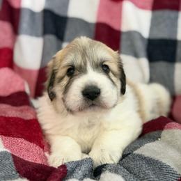 Blue - White and badger male Great Pyrenees puppy in Cedar City, Utah from Forestwood Farms Great Pyrenees