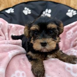 Sugar - Black & tan tri-color female Morkie puppy in Walla Walla, Washington from Linda Sherman
