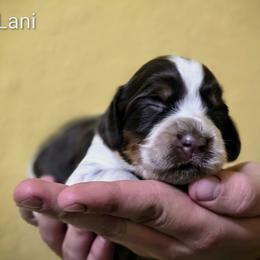 Lani - Tri-Roan female English Springer Spaniel puppy in Florida from Thunderbird Springers