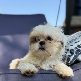 Mal-Shi, Maltese, Maltipoo, Poodle, and Shih Tzu Puppies from Joy-Fur Puppies