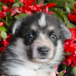 E - Panda female German Shepherd puppy in Yakima, Washington from Bahr-S German Shepherds