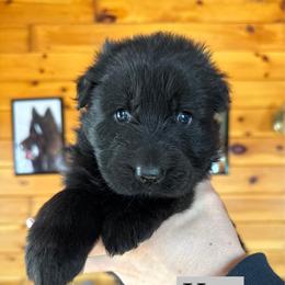 Hira - Black female German Shepherd puppy in Garland, Maine from Vom Schön Traumhund
