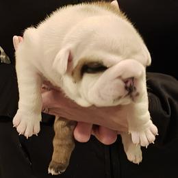 Girl 2 - female Bulldog puppy in Salina, Kansas from Big Pine Bulldogs