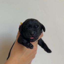 Girl - Black female Labrador Retriever puppy in Lonsdale, Minnesota from Cedar Ridge Labradors