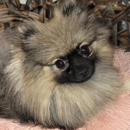 Rainy - Pomeranian