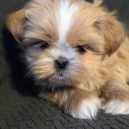 Princess Peach - Cream and white female Shih Tzu puppy in Waynesboro, Pennsylvania from Big Win Shih Tzus