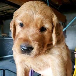 Orange boy - Golden male Golden Retriever puppy in Merino, Colorado from High Plains Goldens