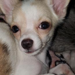 Boy 1 - Fawn and white male Chihuahua puppy in Oklahoma City, Oklahoma from Teacup Chihuahuas and Friends