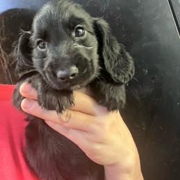 Baggi - Black male Dachshund puppy in Bigfork, Minnesota from Dachshunds Up North