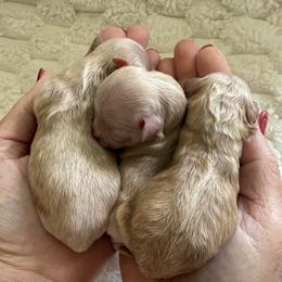 Maltipoo puppies from Doodle Pups Fur-Ever