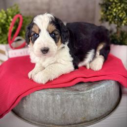 Macey - Black tri-color female Aussiedoodle puppy in Ohio from Holley Doodles