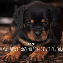 Puppy 1 - Black and mahogany female Rottweiler puppy in Houston, Texas from Haus Der Grossen Pfoten Rottweilers