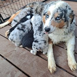 Toy Australian Shepherd Puppies from Honeybee Haven's Toy Aussies