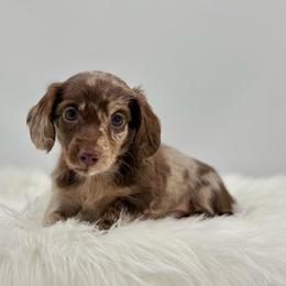 Blaze - Dapple male Dachshund puppy in Litchfield, Illinois from Charmm Dachshunds