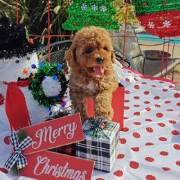 Tinkerbell - Red  female Poodle puppy in Dallas, Texas from Halo's Heroes Doodles