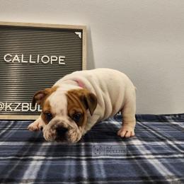 Calliope - White female Bulldog puppy in Hillsdale County, Michigan from KZ Bullies LLC