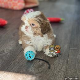 Nolen - Lilac male Shih Tzu puppy in Walkertown, North Carolina from Lil’ Bit’s Shih Tzu