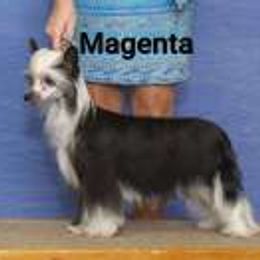 Chinese Cresteds and Xoloitzcuintli from Calliope Kennels