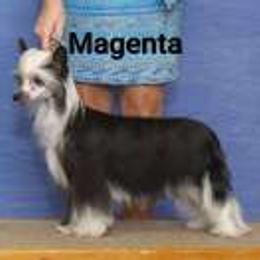 Chinese Cresteds and Xoloitzcuintli from Calliope Kennels