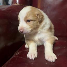 Heihei has tail - Dilute red male Australian Shepherd puppy in Chaplin, Connecticut from Mystic Moon