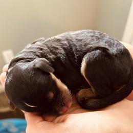 Bernedoodle Puppies from Mid-West Bernedoodles