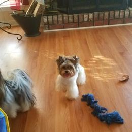 Matiesse - Yorkshire Terrier