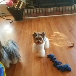 Matiesse - Yorkshire Terrier