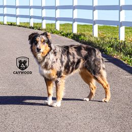 Tripp - Australian Shepherd