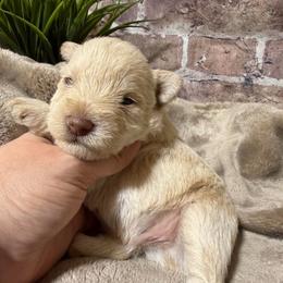 Stony - Wheaten male Miniature Schnauzer puppy in Lufkin, Texas from C&K’s Schnauzer House
