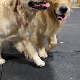Golden Retriever Puppies from A Refined Canine