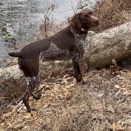 German Shorthaired Pointers from Crawfish Creeks GSPs