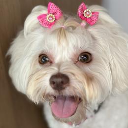 Nina - Maltipoo
