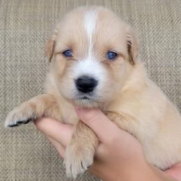 Blake Golden Australian Retriever - Yellow male Australian Shepherd puppy in Limestone, Tennessee from Pilot Hill Teddy Bear Puppies