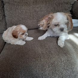 Shih Tzu Puppies from Highland Farms Shih Tzu & Imperial Beauties