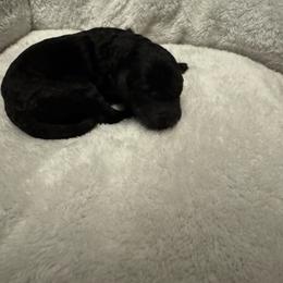 Sprout - Black male Goldendoodle puppy in Charlotte, North Carolina from Hopeful Heart Doodles