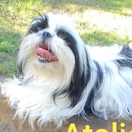 Atalie - Shih Tzu