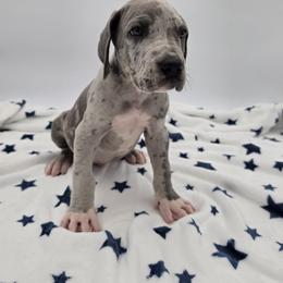 Duke - Merle male Great Dane puppy in Kannapolis, North Carolina from Carolina Great Danes & Toy Poodles