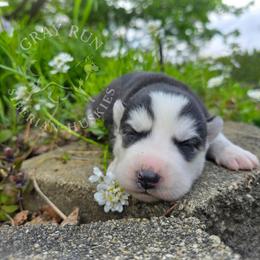 ANAstasia - Black and white female Siberian Husky puppy in Addison, Michigan from Gray Run Siberian Huskies