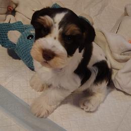 Ubbe - Parti male Miniature Schnauzer puppy in Florida from Central Florida Schnauzers