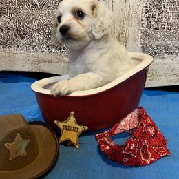 Cockapoo Puppies from Country J Canines