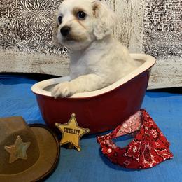 Cockapoo Puppies from Country J Canines