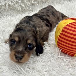 Boy 2 green collar - Dapple male Dachshund puppy in Chicago, Illinois from RGZ Doxies