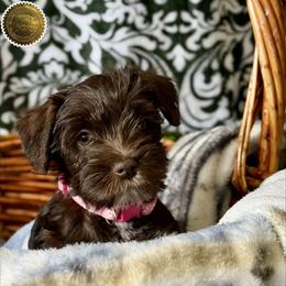 Bridget - Liver female Miniature Schnauzer puppy in Frankford, Delaware from Miniature Schnauzers of Delmarva