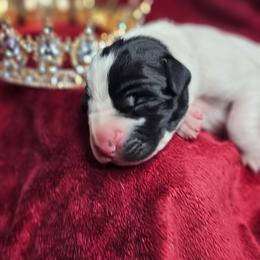 Princess Meghan - Black and white female Great Dane puppy in Brookings, South Dakota from Debonair Danes