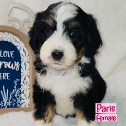 Paris - Tri-color female Bernedoodle puppy in Beecher, Illinois from Erica’s Doodles