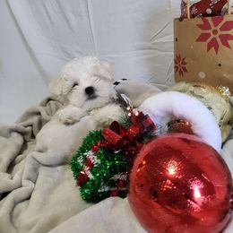Q-tip - White Maltese puppy in St. George, Utah from Family Doodles