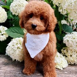 Oliver-Toy Poodle - Red male Maltipoo puppy in Morehead, Kentucky from Paw Perfect Pets