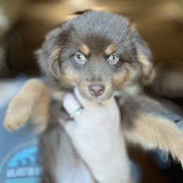 Hazel - Red tri female Miniature Australian Shepherd puppy in Weatherford, Texas from F & T Aussies