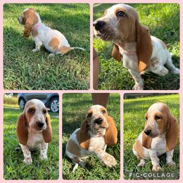 Basset Hound and Dachshund Puppies from Heyliger Hounds